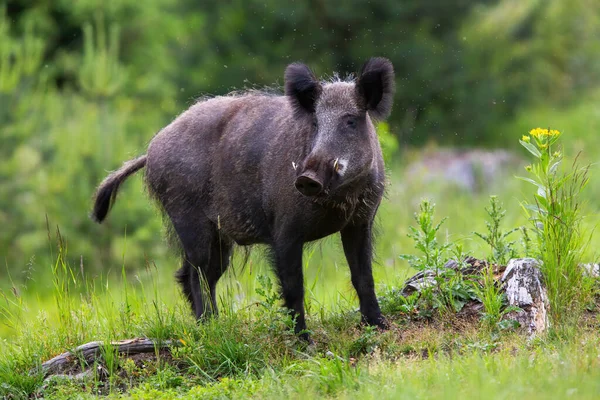저 지대에 있는 국립 공원으로 지정 된 빈터에서 카메라를 보고 있는 위험 한 멧돼지 — 스톡 사진