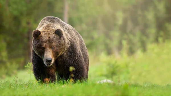 Oso pardo áspero macho acercándose en el prado con hierba verde desde la vista frontal — Foto de Stock