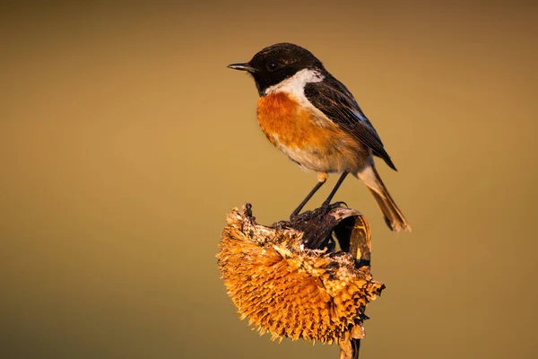 Pequeno europeu stonechat macho sentado em um girassol seco na luz da manhã — Fotografia de Stock