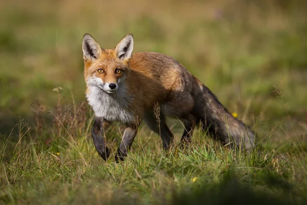 Neugieriger Rotfuchs nähert sich im Sommer bei Sonnenaufgang auf der Wiese — Stockfoto