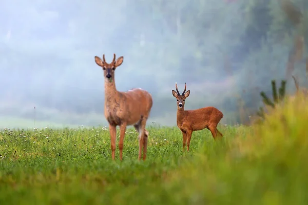 Deux espèces différentes de cerfs sur les champs verts en été nature . — Photo