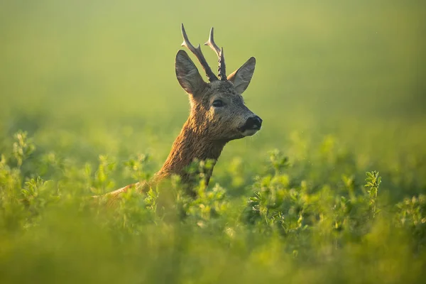 Roe hert bok op zoek naar partner in het bronstseizoen in de ochtend zon — Stockfoto