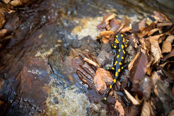 Dunkler Feuersalamander mit gelben Flecken kriecht im Frühling auf Blättern in Wassernähe — Stockfoto