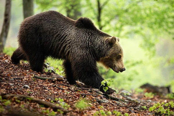 Urso pardo territorial descendo a colina no chão coberto de folhas — Fotografia de Stock