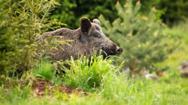 Büyük yaban domuzu, sus Scrofa, yeşil ormanda ortaya çıkıyor.