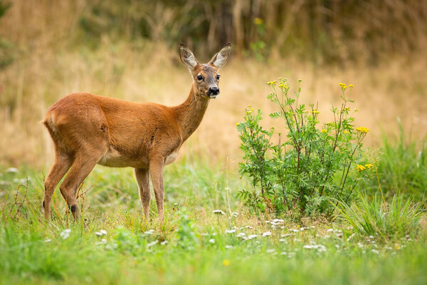 Alert roe deer doe observing on green summer meadow with blooming wildflowers.