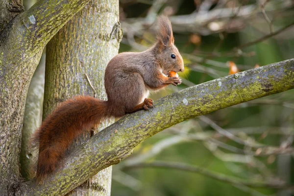 Cute red squirrel sitting on a branch and feeding on nut — Stock Photo, Image