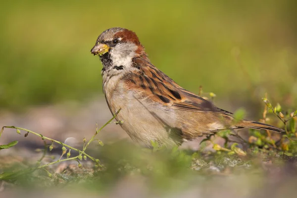 Gorrión de casa macho alimentándose de semillas de hierba y sentado en el suelo en verano — Foto de Stock