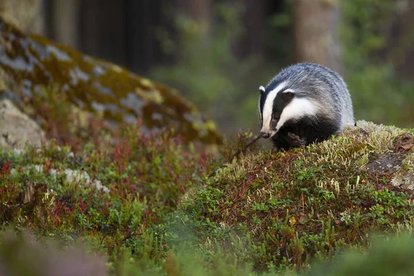 European badger searching for food and approaching on rocks in forest. — Stock Photo, Image