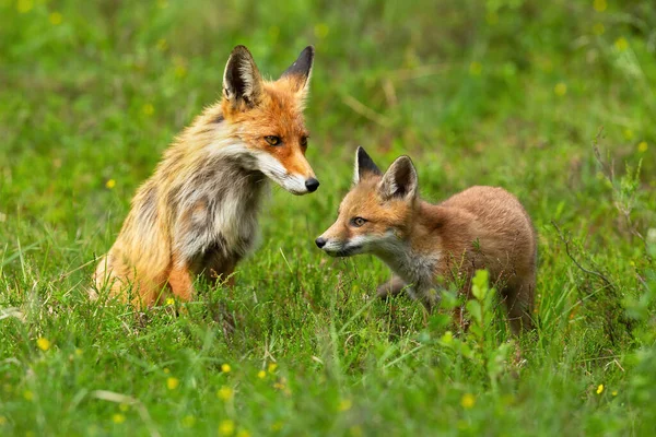 Cucciolo di volpe rossa esplorare dintorni con la madre seduta dietro e guardia — Foto Stock