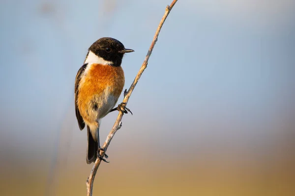Male european stonechat sitting on plant stem with blue sky in background — Stock Photo, Image