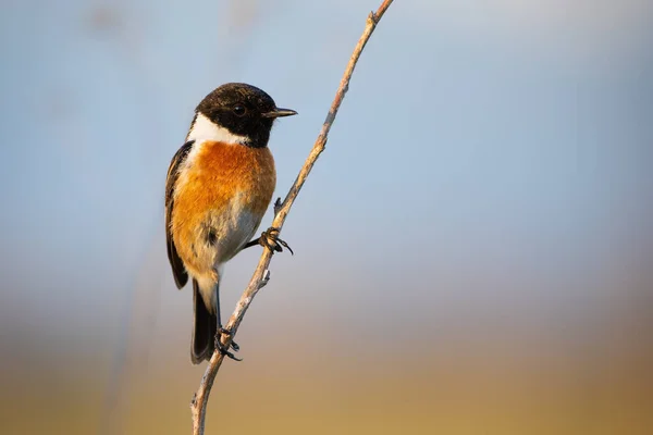 Mężczyzna european stonechat siedzi na łodydze roślin z niebieskim niebem w tle — Zdjęcie stockowe