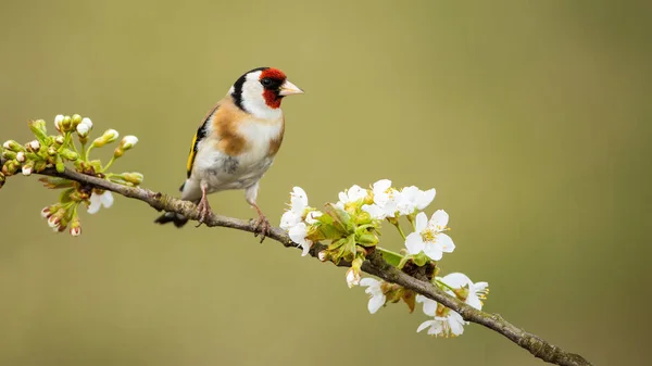 Europese goudvink mannetje neergestreken op takje met bloeiende bloemen in het voorjaar — Stockfoto