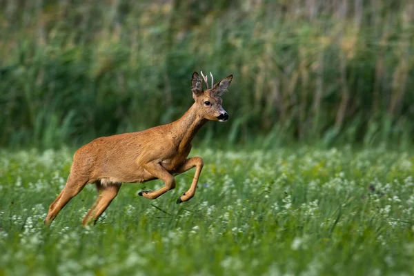 Roe jelen buck běží rychle na louce se zelenou trávou a květinami v létě — Stock fotografie