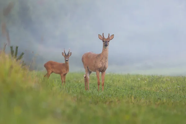 Vitsvansad hjort hjort hjort och rådjur bock stående på hö fält på sommaren morgon — Stockfoto