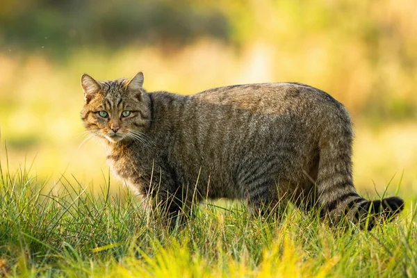 Europese wilde kat staat op grasland en kijkt in de zomer in de camera. — Stockfoto