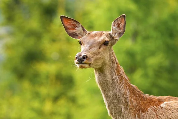 Primer plano de ciervo rojo detrás mirando con interés en la naturaleza de verano — Foto de Stock