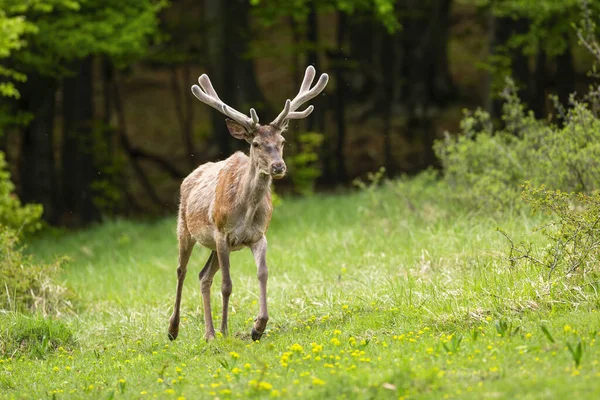 Vital röd hjort svensexa med nya horn täckt av sammet går framåt på glänta — Stockfoto