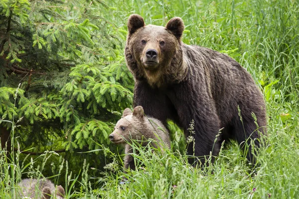 Protetora mãe urso marrom guardando seu filhote em alta grama verde pela árvore de abeto — Fotografia de Stock