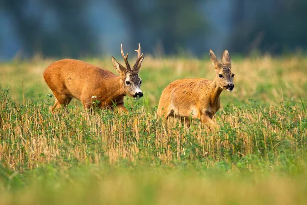 Chevreuil chevreuil mâle chasse la biche sur le champ de chaume en rut saison — Photo