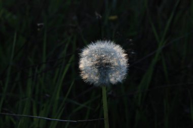 Koyu bokeh arkaplanda beyaz blowball
