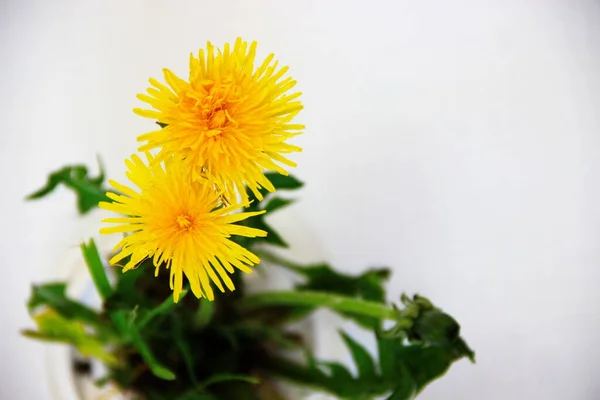 Yellow Dandelion White Background Spring Wallpapers — Stock Photo, Image