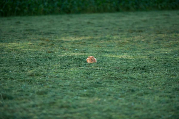 Gato de gengibre doméstico no prado verde — Fotografia de Stock