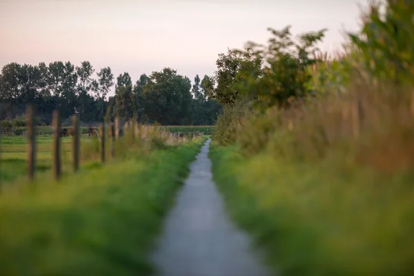 Rural path in countryside landscape — Stock Photo, Image