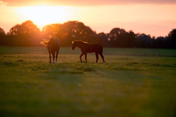 Mère cheval avec poulain au coucher du soleil — Photo