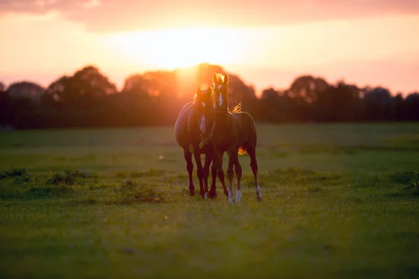 Mother horse with foal on farmland — Stock Photo, Image