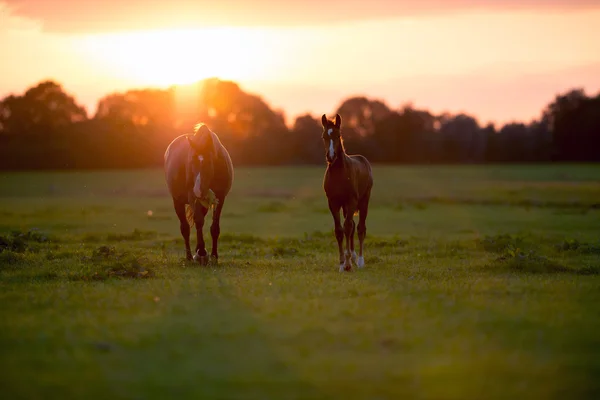 Mère cheval avec poulain sur les terres agricoles — Photo