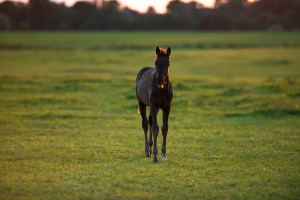 Eenzame veulen staande in veld — Stockfoto