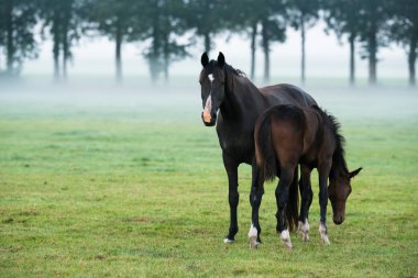 İki at puslu alanında ayakta