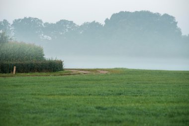 Toprak yol sisli kırsal manzara
