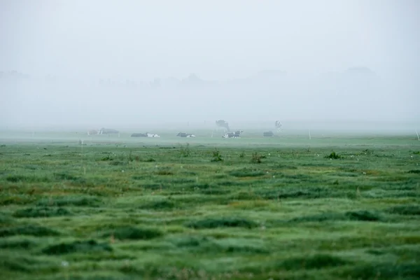 Op de ochtendnevel grazende koeien — Stockfoto