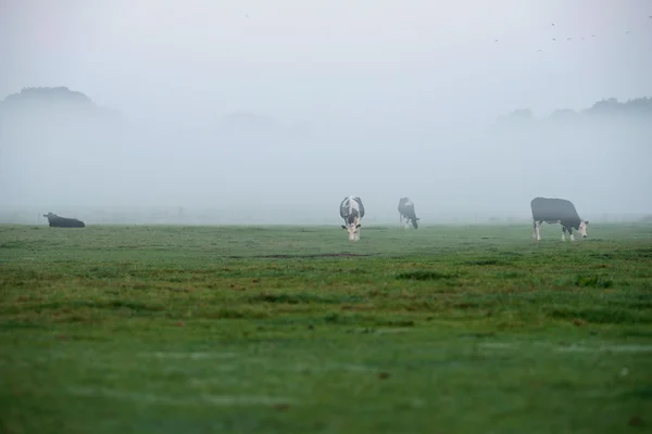 Vaches pâturant à la brume du matin — Photo