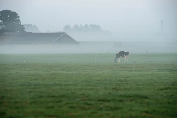 Kráva pasoucí se v mlze — Stock fotografie
