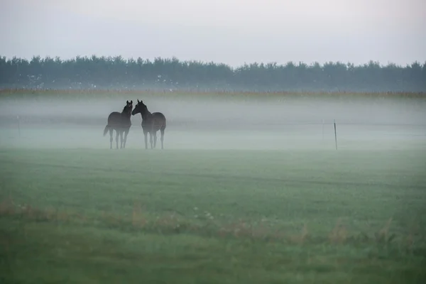 Twee paarden in mistige veld — Stockfoto