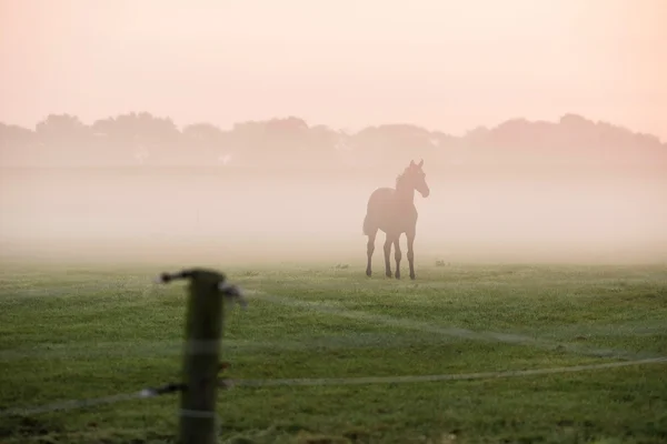 Silueta de caballo en campo de niebla —  Fotos de Stock