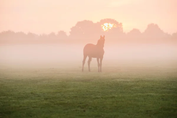 霧のフィールドで馬のシルエット — ストック写真