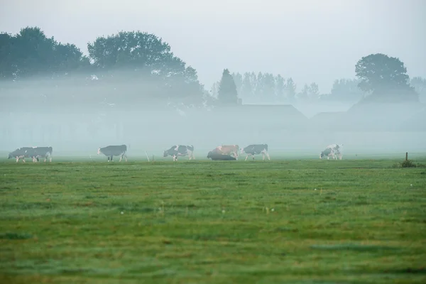 Holandské venkovské krajiny v ranní mlze — Stock fotografie