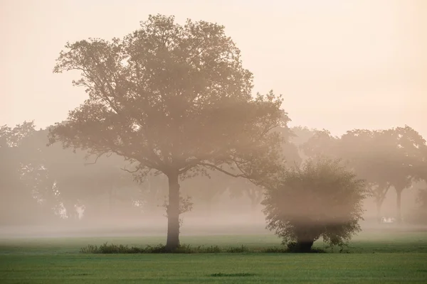 Árvores na névoa da manhã — Fotografia de Stock