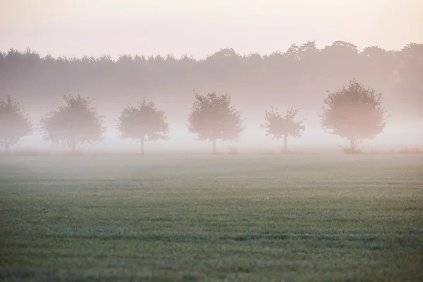 Sabah sis ağaçlarda ile kırsal manzara — Stok fotoğraf
