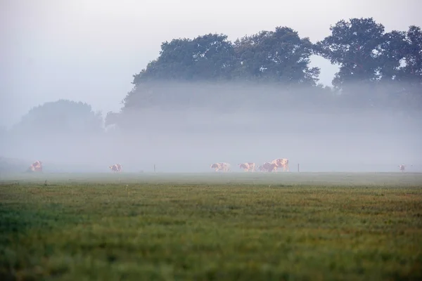 Vacas no campo na névoa da manhã — Fotografia de Stock