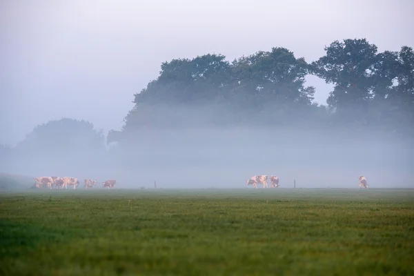 Kor i fältet på morgondimman — Stockfoto