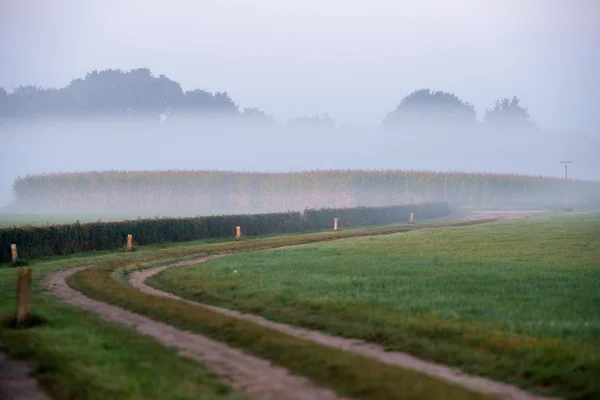 Rural dirt road in misty meadow — Stock Photo, Image