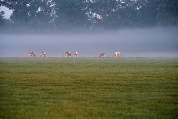 Cows in field at morning mist — Stock Photo, Image