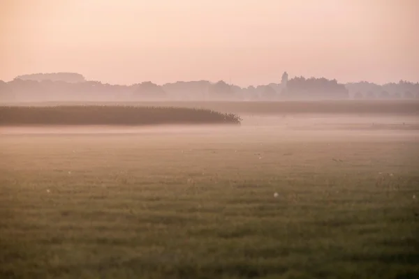 Campos de milho na névoa da manhã — Fotografia de Stock
