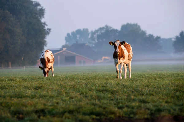 Vacas jovens no campo durante a manhã enevoada — Fotografia de Stock
