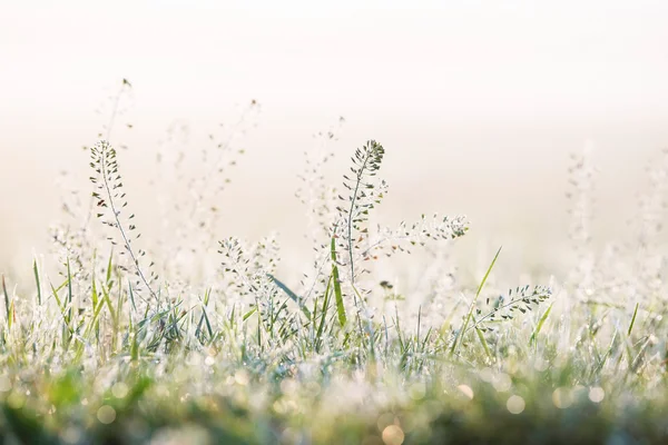 Växter i äng med dagg — Stockfoto